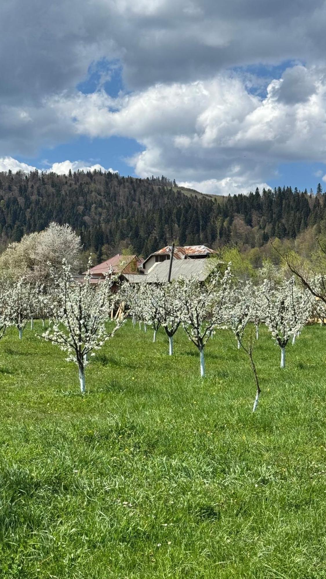 Moonlake Chalet Gainesti Zewnętrze zdjęcie